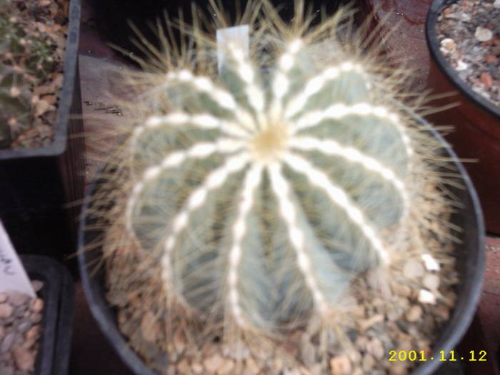 65-Eriocactus magnificus