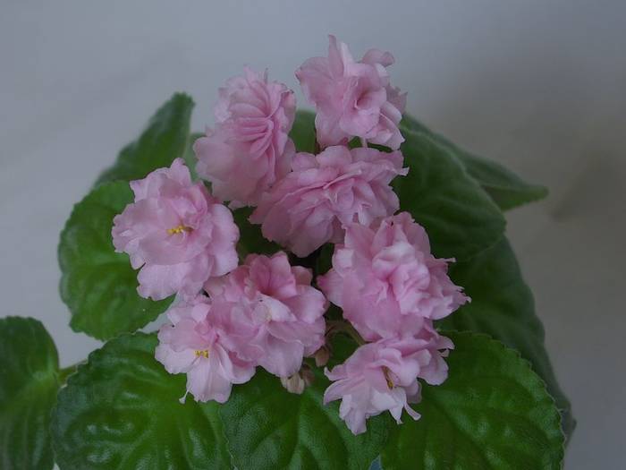 Dumplin' (J. Swift) - 2013 - Violete Africane