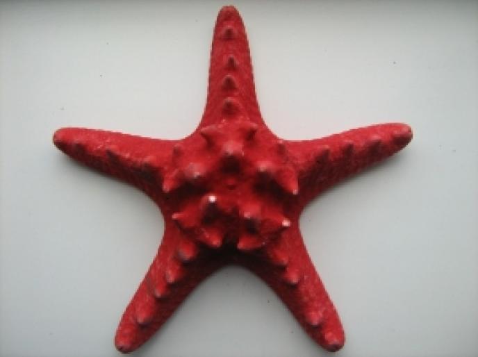 starfish
