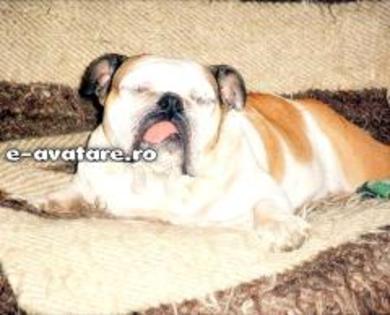 avatare_gratuite_136b4e8cb8a8e0b400da2b18d8e33239_original - CATELUSI