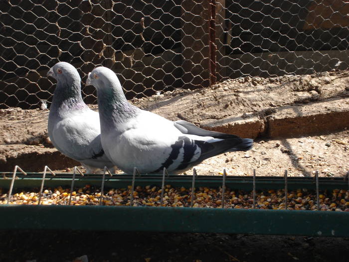 166 - E Porumbei Voiajor Standard Vechi