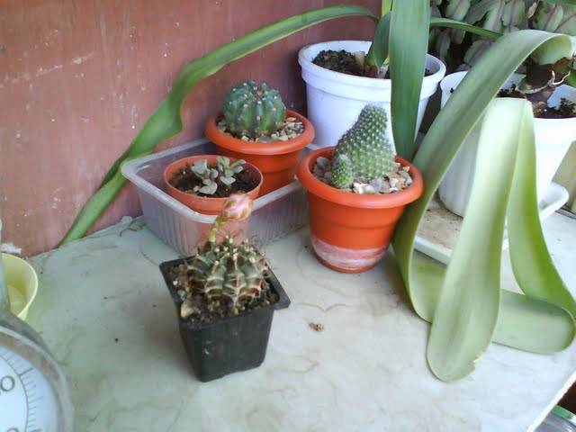 DSC00133 - Cactusi 2009