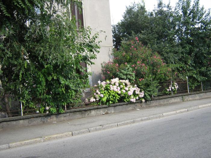 vera1 044-In MILANO