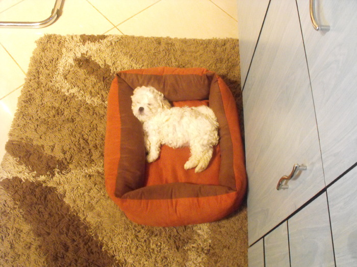 Bijou; puiutul lui Ricky
