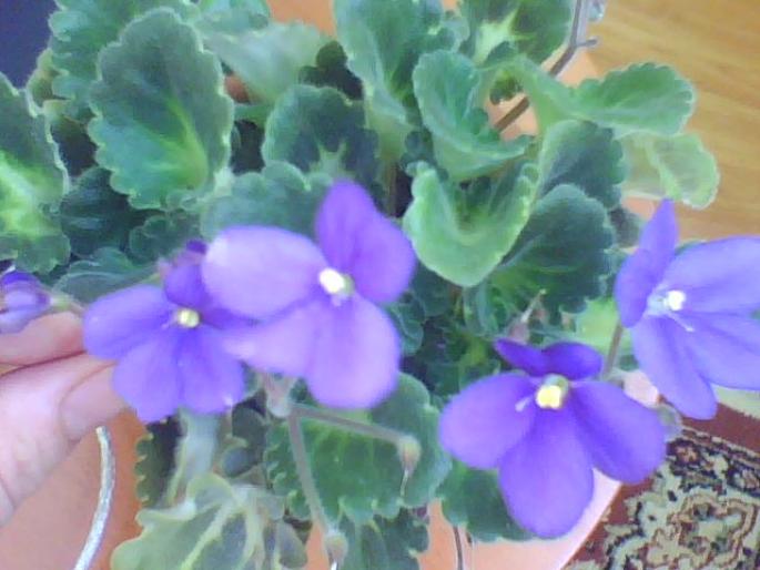 violeta mov cu floare simpla