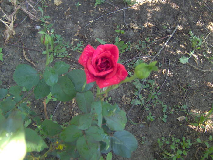 23.05.2009 039 - 23 mai 2009