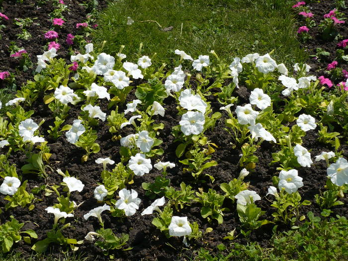 P1120088 - Herastrau 2009 mai 10