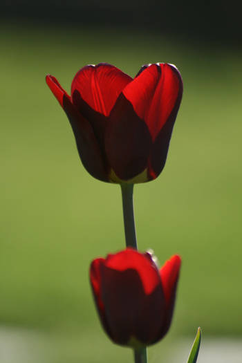 Jan Reus - garden 2009