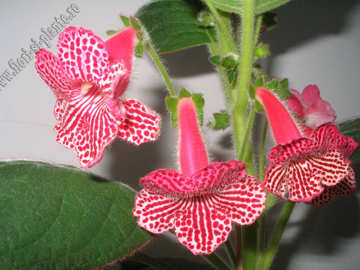 Kohleria new hibrid A 7 - KOHLERIA I
