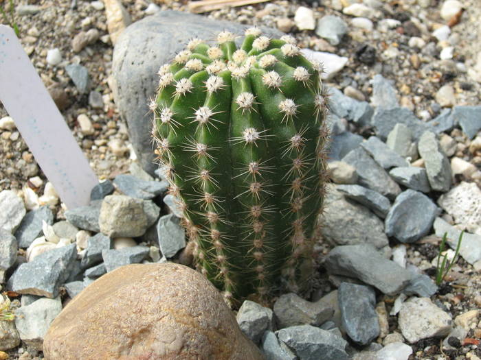 IMG_4859 - Cactusi la mosie aprilie 2009