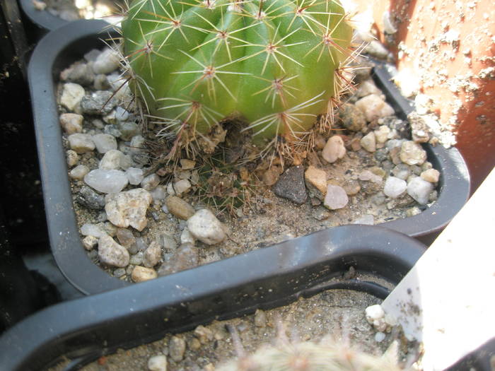 Notocactus glaucinus crapat - cresteri interesante