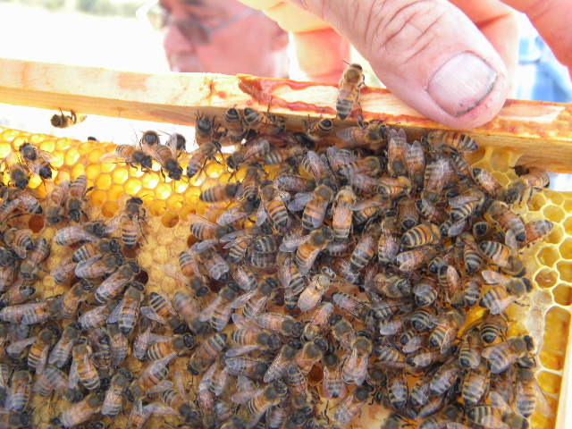 DSCN1802 - apicultorul francez