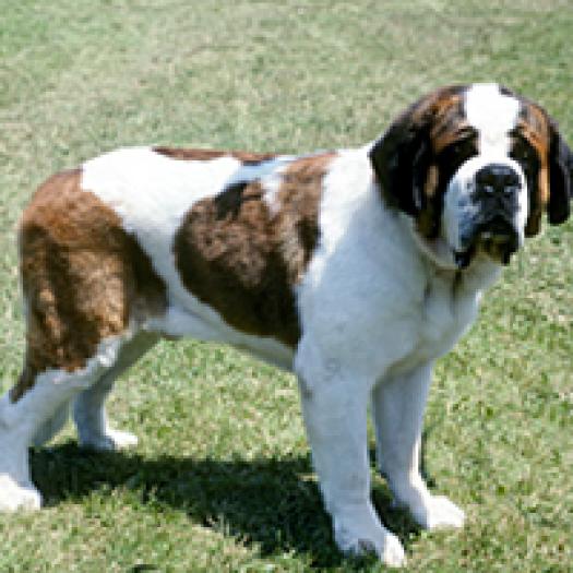 saint-bernard-001