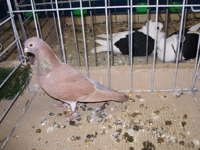 10263a figurita 0