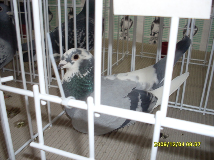 SDC11936 - expozitie deva 12-06-2009