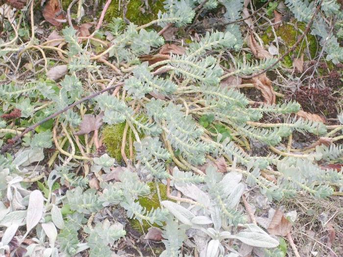 Euphorbia myrsinitens - hardy