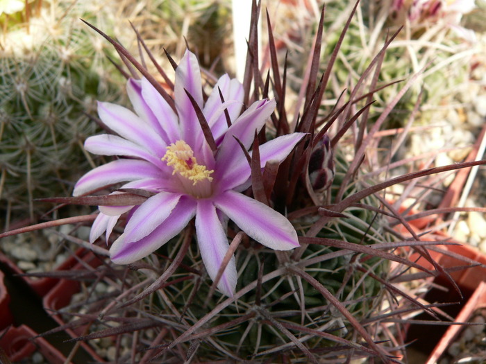 echinofossulocactus_tetraxiphus - genul Echinofossulocactus - Stenocactus