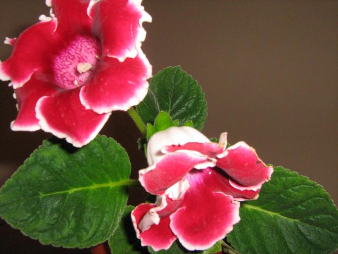 gloxinie - floricele