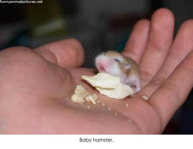 baby_hamster
