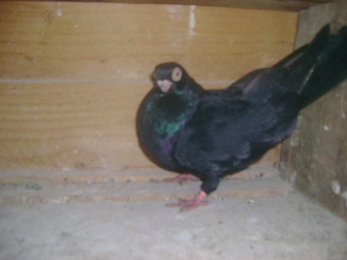 pozedecembrie 2009 115