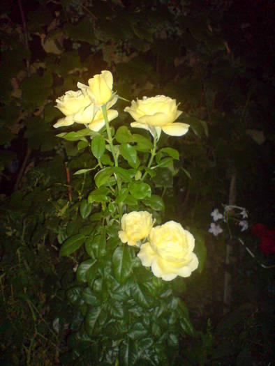 DSC02126 - Trandafiri