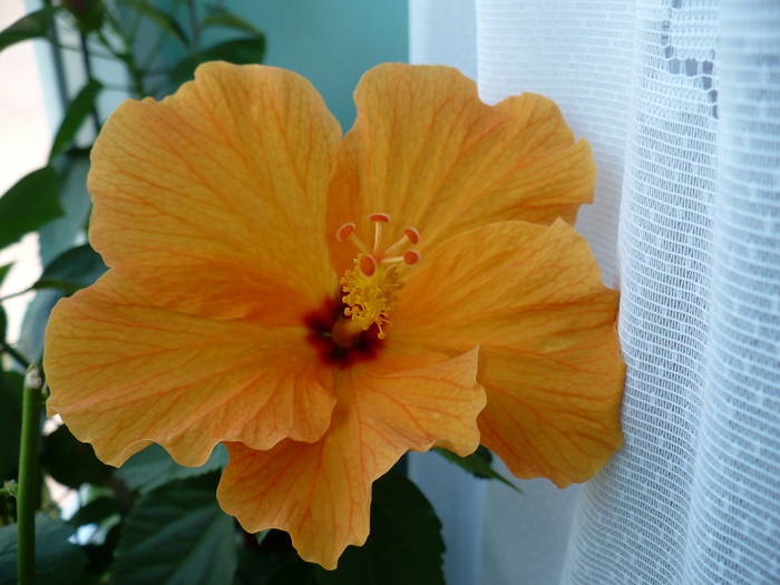 P1140870 - HIBISCUSI