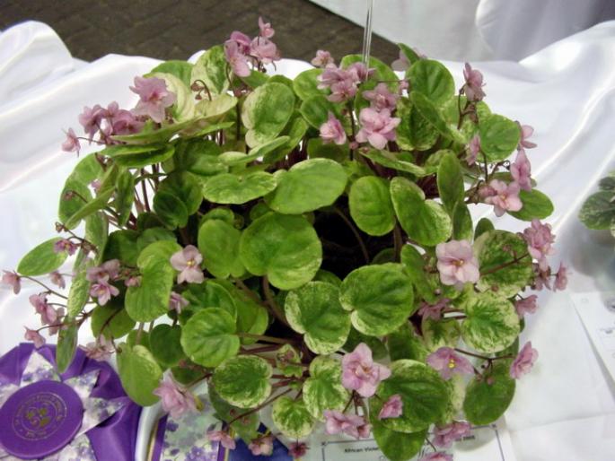 Fancy_Trail_2005avsa - violete de pe net