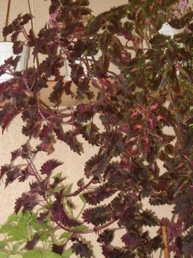 coleus - diverse