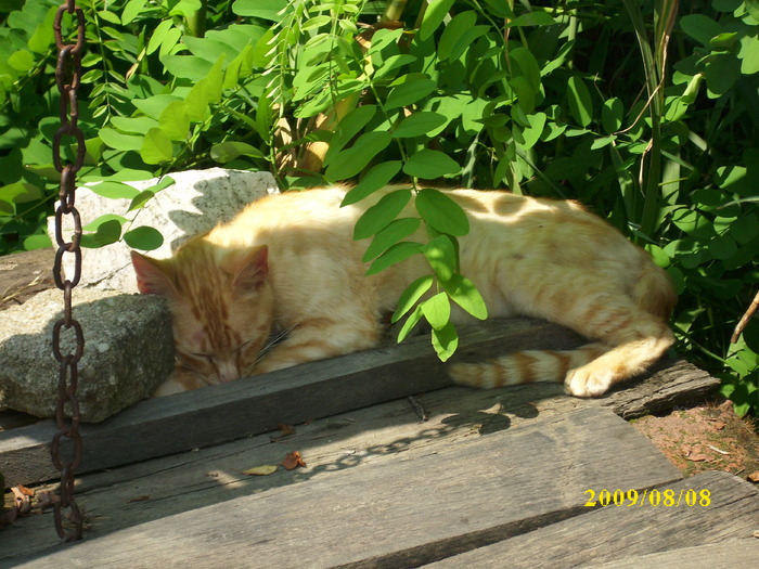DSCI0721 - pisici si catelusa Boggy