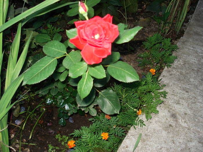 DSC09475