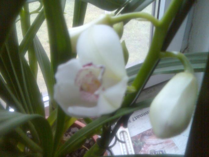 Imag010 - orchidee