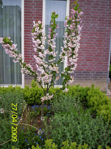 Copacel cu flori 27 apr 2009
