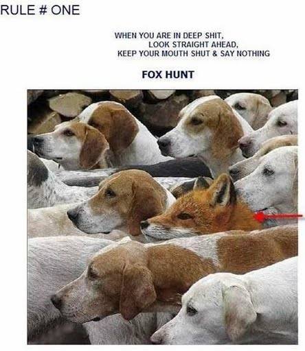 Fox Hunt
