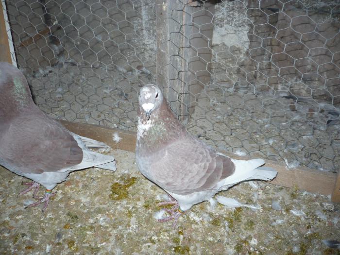 Picture 113 - costelg_ porumbei-standarde fosti si actuali