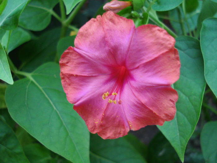 Mirabilis jalapa (2009, August 09) - 08 Garden in August