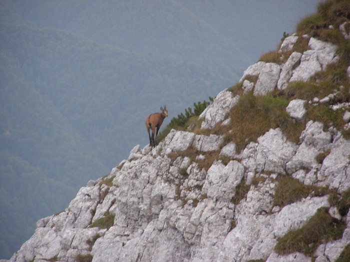 161 - Ab32 - Part 2 ZARNESTI PLAIU FOII VF ASCUTIT PIATRA CRAIULUI Aug 2009