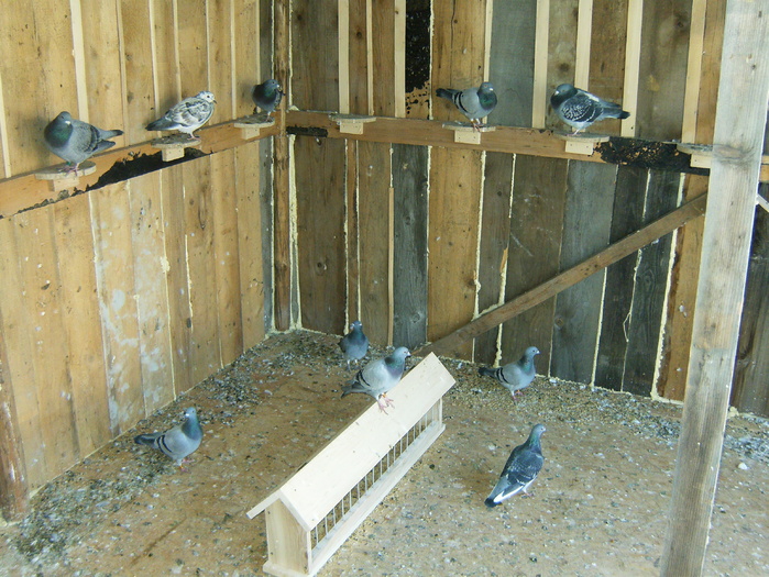 HPIM3064 - porumbei 2009