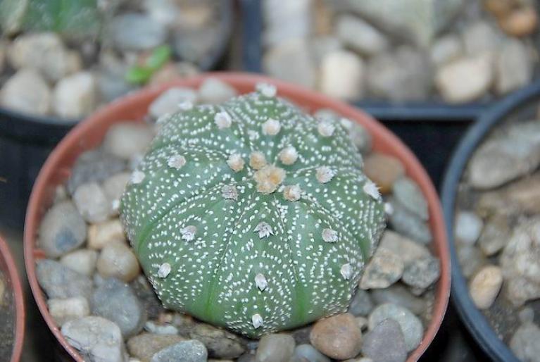 Astrophytum asterias - Astrophytum