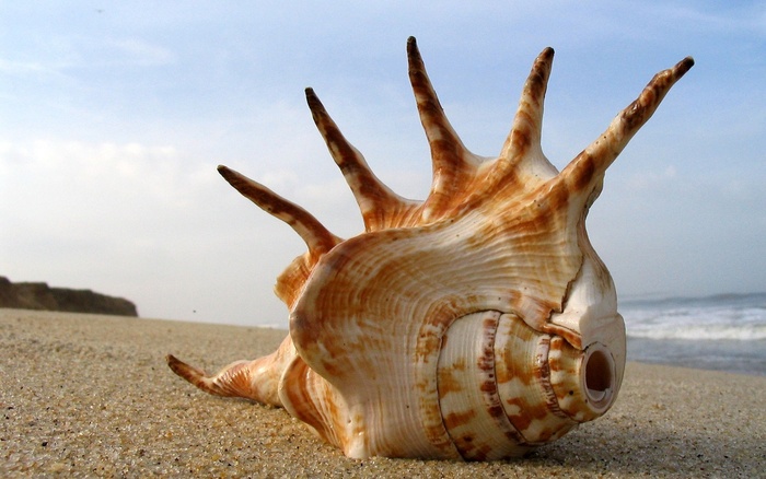 nature_spiked_shell_wds_1920x1200