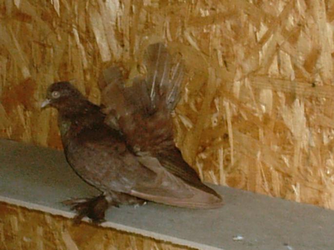 IMAG0175 - O zi de vara pt porumbei-     --a day of summer for pigeons