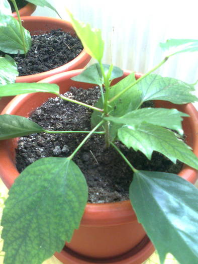 Trandafir galben0299