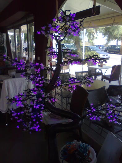 aranjament la braseria algerianului - ApiMondia