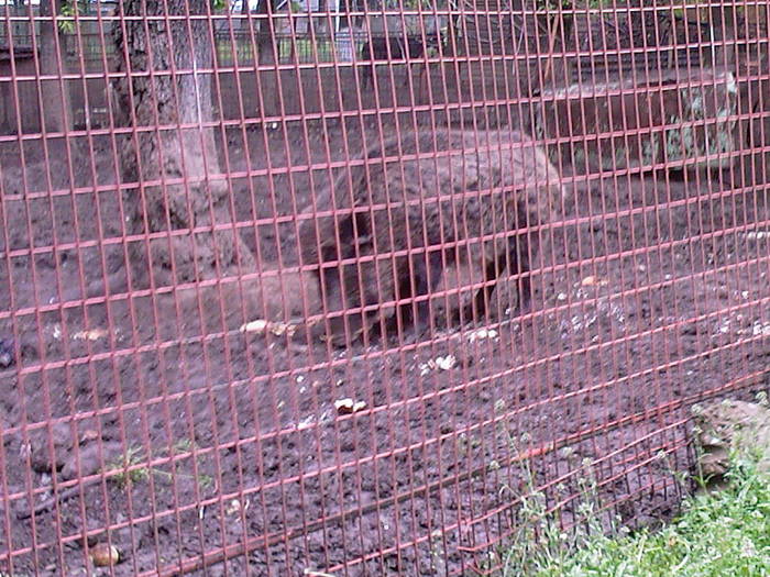 porcul mistret - Zoo Braila