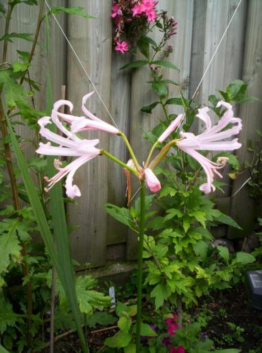 Nerine Bowdenii 22 aug 2008 (1) - plante diverse