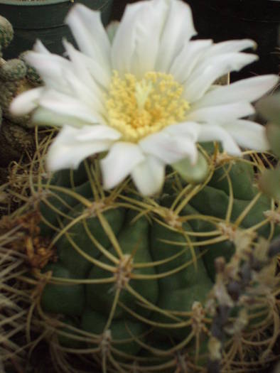 Gymnocalycium