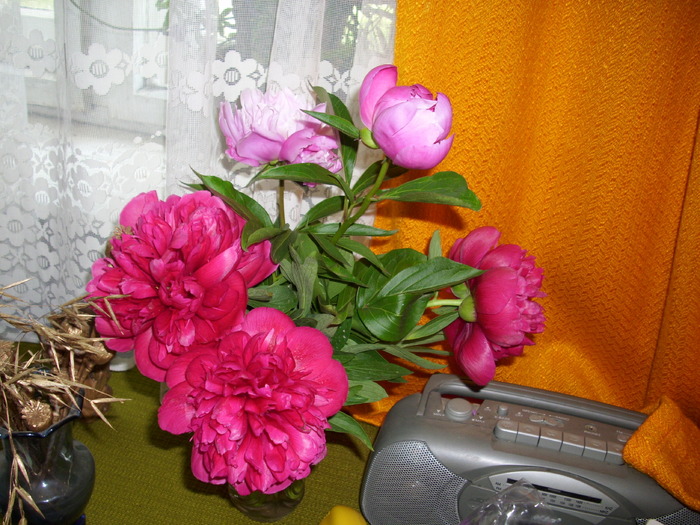 DSCI0475 - flori din gradina mea