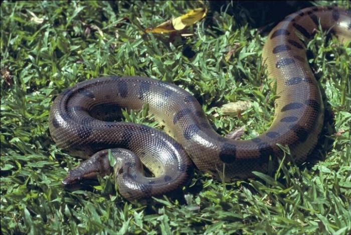 LMXLHYIRPDDLQMPLMUM[1]