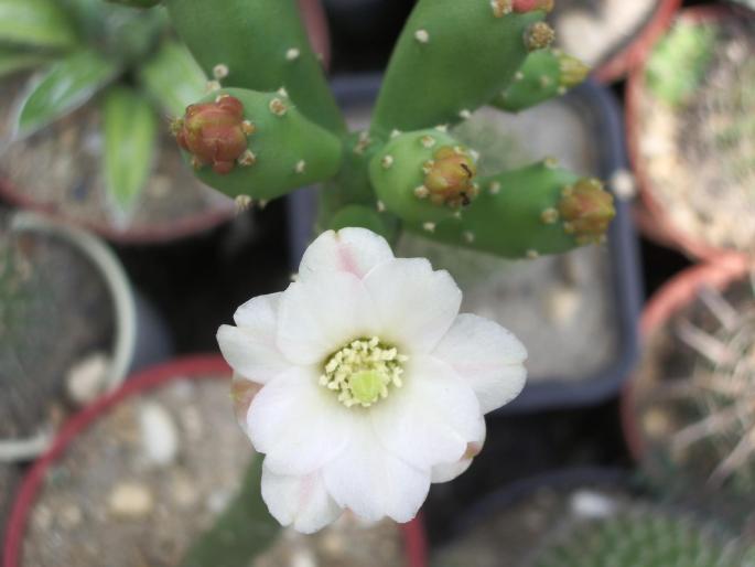 Opuntia salmiana - floare