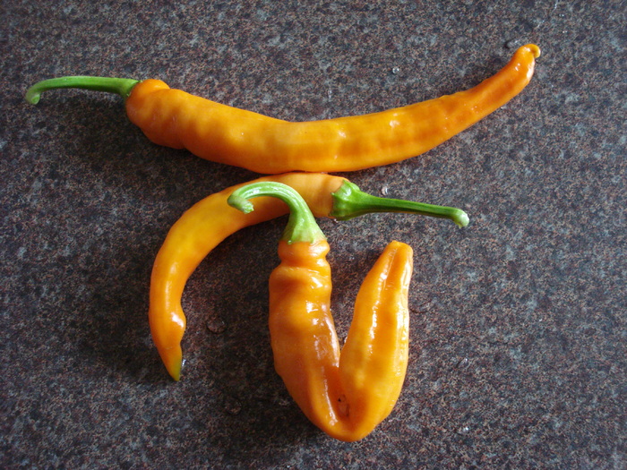 Orange Cayenne Pepper (2009, Aug.31) - Cayenne Orange Hot Pepper