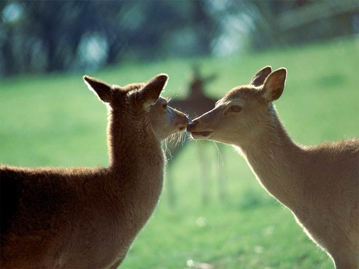 webshots1030 - Animale